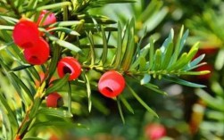 红豆杉是被子植物还是裸子植物？红豆杉什么植物