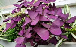 一种低矮紫色叶子植物,叶子有点厚,开粉红色小花,有人叫它紫罗兰, 求真名？学校紫色叶子的植物