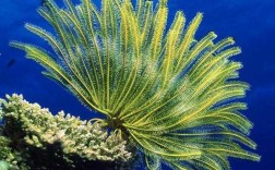 为什么太平洋海洋物种多？海里植物多吗