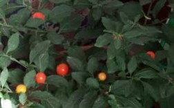 叶子像西红柿叶,较小,结小红果的盆栽植物，叫什么？急？盆栽结圆形红果植物图片