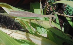 像竹子一样细的螳螂叫啥？细细的像竹子的植物图片