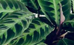 紫背竹芋的养殖方法？紫背竹芋科植物图片