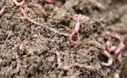 养过蚯蚓的土可以养花吗？蚯蚓土不适合养的植物