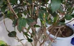 茶花冬天叶子掉了,枝干也干了,但根部表皮还绿,能活吗？植物根的坏了还能活吗