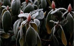 冻伤的植物怎么补救？什么能解决植物的冻害
