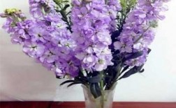 紫罗兰花有什么价值（紫罗兰花的作用是什么）