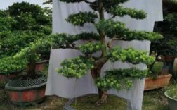 最贵的松树品种？中国最贵的植物盆景树