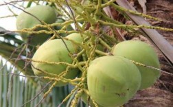 椰子为什么有棕色的和绿色的？椰子植物的种类图片