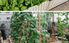 楼顶小菜园用什么砌最好？什么植物土壤通透性高的
