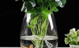有哪些不需要泥土的水生植物，想种在整理箱？简单水培植物的图片