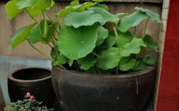 水缸里可种植什么植物？适合在水缸养的植物