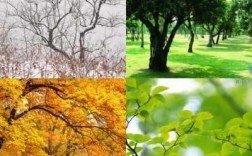 春夏秋冬四个季节，各有什么特点？春天植物的特点是什么