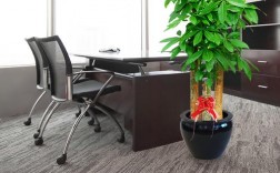 植物办公室常种的植物？办公室植物招财树图片