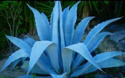 梅兹卡尔与龙舌兰的区别？蓝色龙舌兰图片 植物图片