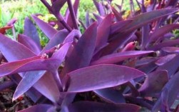 一层一层的竹子捆起来叫什么？类似竹子叶的紫色植物图片