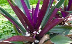 紫背万年青盆栽怎么定型好看？万年青盆景植物图片