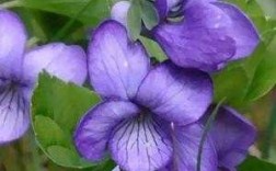 紫罗兰花种子能种吗（紫罗兰花种子能种吗图片）