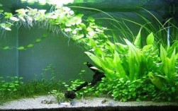 鱼缸养植物的正确方法？怎样养殖植物