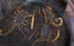蝎子吃馒头吗？蝎子一般吃什么植物