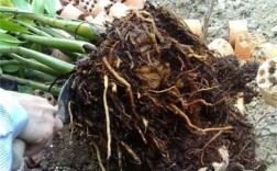 植物烂根如何处理：剪除烂根部分，伤口消毒，重新栽种？木本植物烂根了咋办