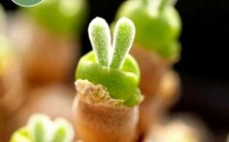 昵称叫“兔子草”或“小兔子”的多肉植物从种子种起怎么种啊？多肉植物小兔子怎么种