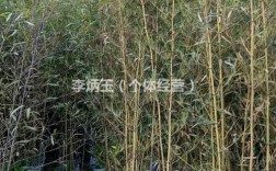 东北竹子种植方法？东北类似竹子的植物图片