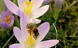 立秋后蜜蜂采什么花蜜？9月开花植物还产蜜