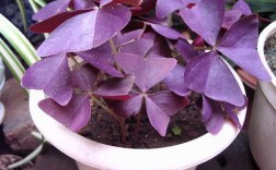 紫色的叶紫色的花是什么树？紫色圆叶子的植物叫什么