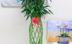 办公室养不死的植物？办公室像竹子的植物
