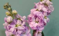 紫罗兰花图片花语（紫罗兰的花图）