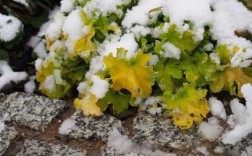 为什么冬季绿色植物不怕冷？耐寒植物被冻住还能活吗