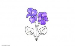 紫罗兰花图片（紫罗兰花图片简笔画）