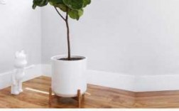 客厅耐阴大型木本植物？木本植物适合室内养吗