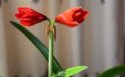 对兰花和朱顶红的区别（朱顶兰的花期）