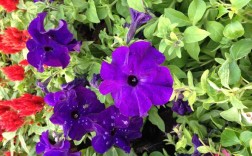 邛海紫藤萝花期？4月开紫色的小花的植物