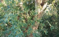 寄生在龙眼树上的寄生植物有药用价值吗？桂圆树上长的植物有什么用