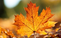 秋天,树上的叶子后面是什么？秋天的植物图片和文字