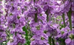 紫罗兰花的生长环境（紫罗兰的生长环境与特点）