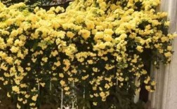 开黄花的爬藤植物有哪些？黄花的植物有哪些