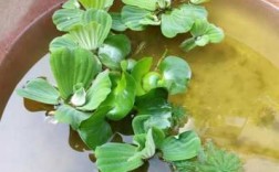 锦鲤池养什么水植物好？常见的浮水植物有哪些