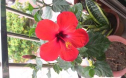 有5瓣的大红花开口中间还有一根很长的红芯是什么花？开5瓣红花的植物图片