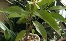 白兰花盆栽（白兰花盆栽的养殖方法和注意事项）