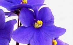 紫罗兰花瓣数量（紫罗兰花瓣能食用吗）
