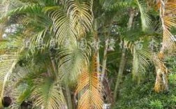 棕榈类植物的特点？一子黄植物图片