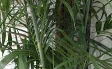 像芭蕉扇的竹子名字？竹子一样的大叶子的植物