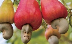 腰果是什么植物的果实？腰果图片植物图片及名称
