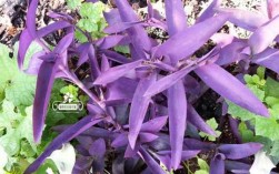 一种疏菜大叶子有点紫色叫什么名？紫色叶子室内植物名字图片