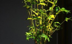 竹类盆景有哪些？竹类盆栽植物图片