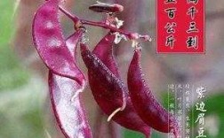 红扁豆亩产量是多少？红色扁豆形种子植物图片