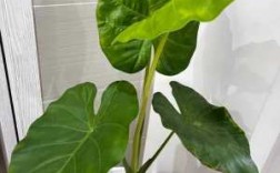 有一种植物长得像滴水观音也是药材消炎？观音类植物图片
